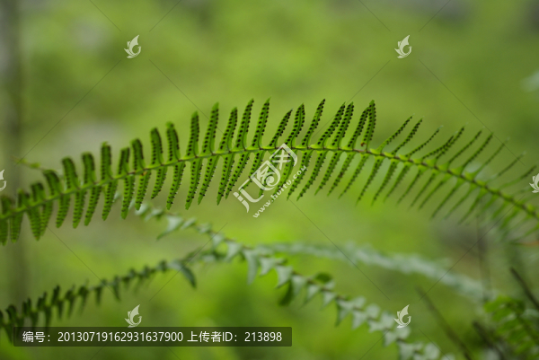 枝葉