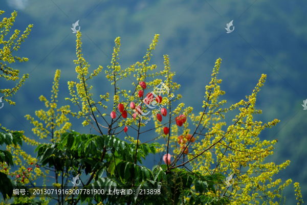 山花