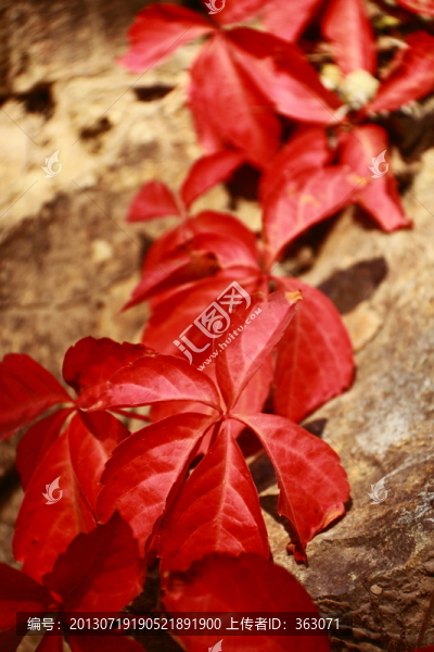 巖石上的紅葉