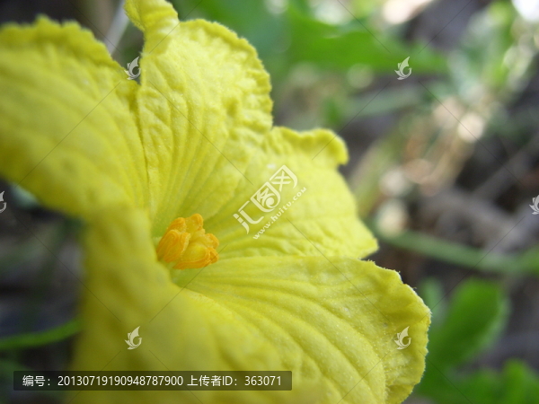盛開的太陽花