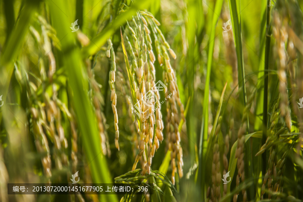 稻谷,稻田