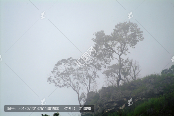 山崖上樹(shù)的形態(tài)
