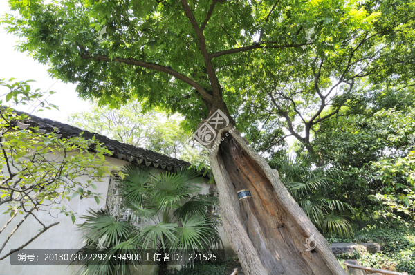 蘇州拙政園夏景