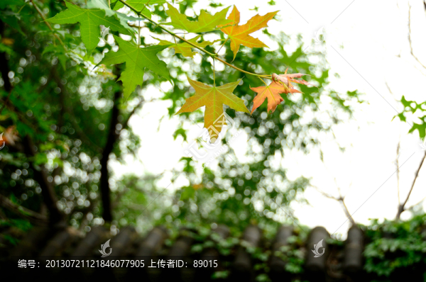 楓葉