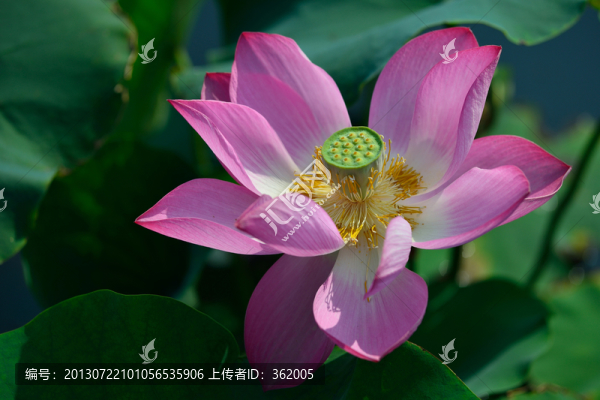 夏日荷花