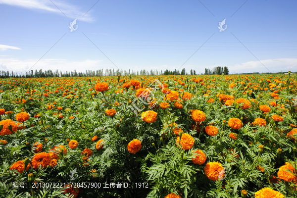 萬壽菊