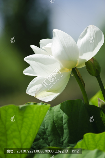 荷花池