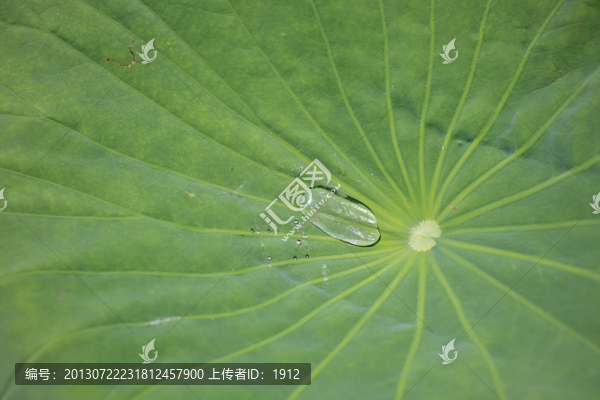 荷葉