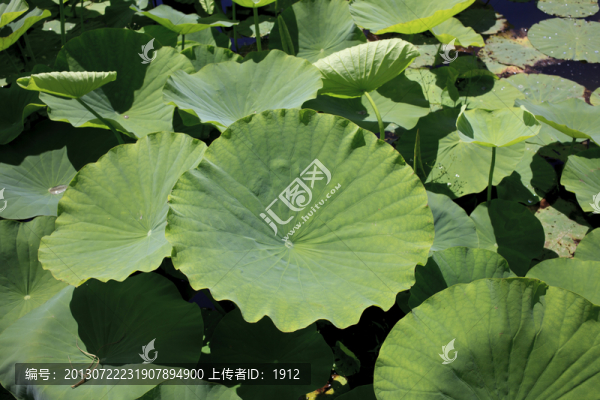 荷葉