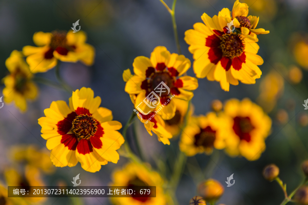 雪菊
