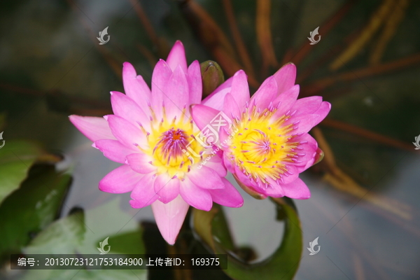 睡蓮,花,荷花