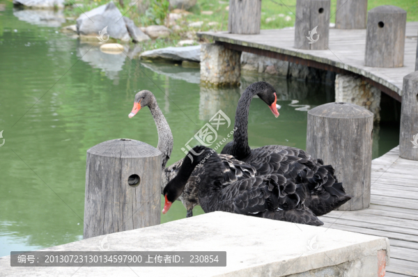 黑天鵝