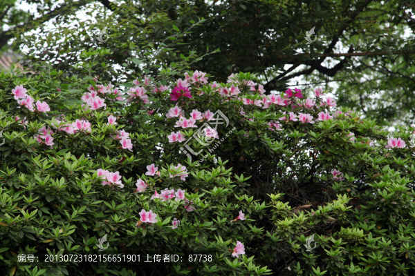 杜鵑花