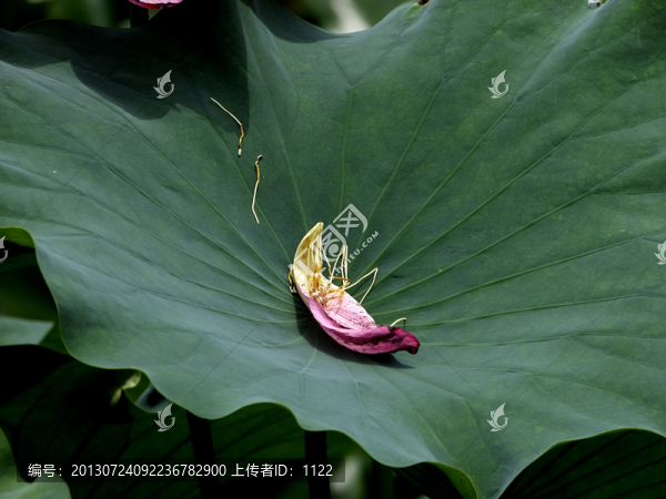 荷花,花瓣