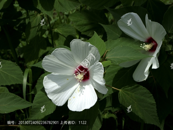 木槿花