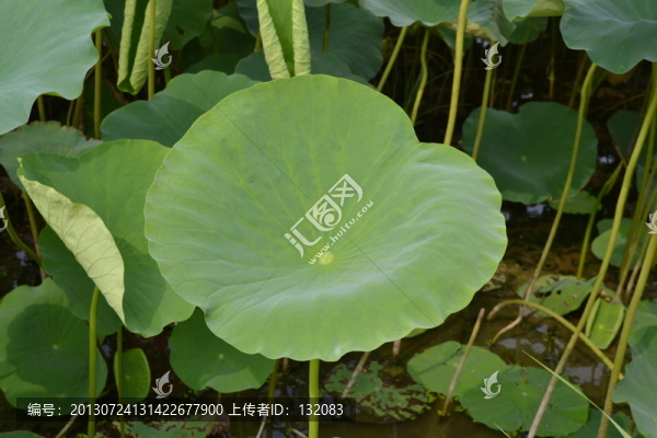 荷葉