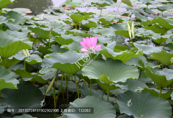 荷花