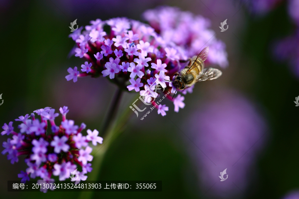 馬鞭草