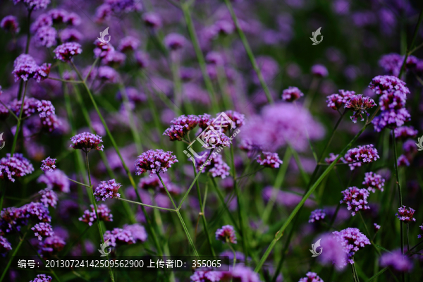 馬鞭草