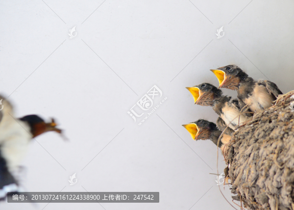 喂食