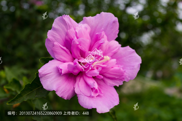 木槿花
