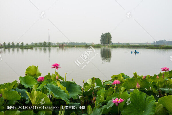 白洋淀,荷花