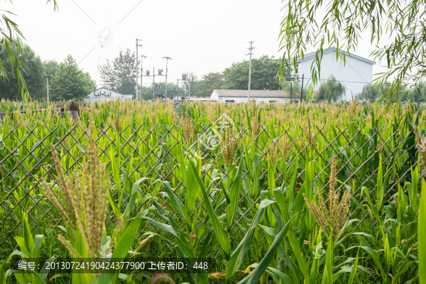 玉米地