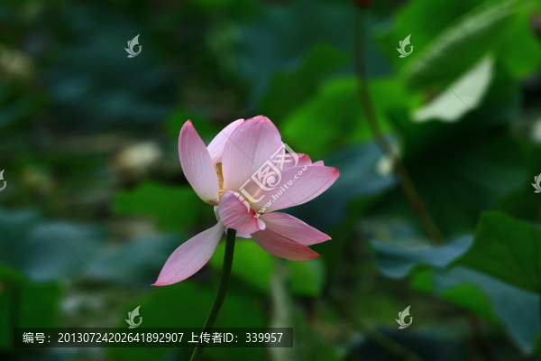 荷花