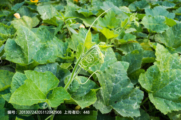 南瓜秧