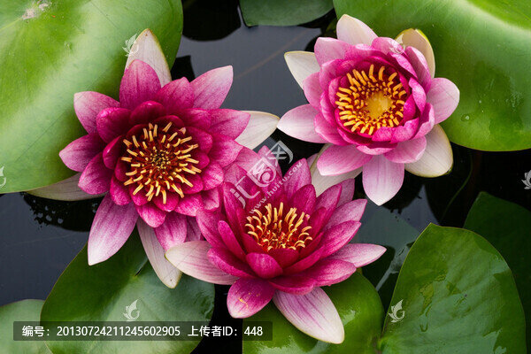 三朵蓮花
