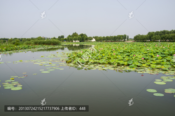 白洋淀