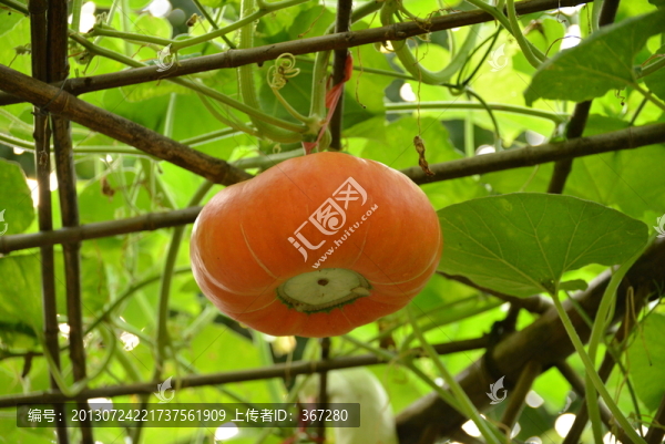 瓜蓬下的南瓜