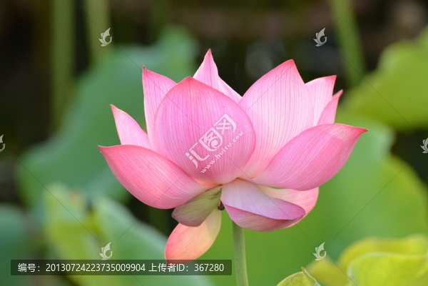 荷花盛開