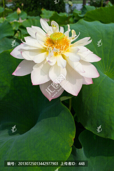 荷花