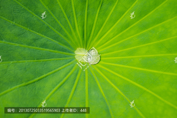 荷葉