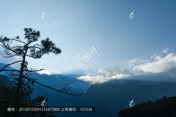 雪山松柏圖