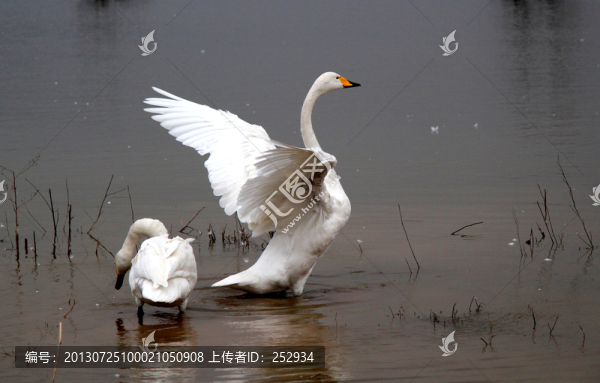 白天鵝