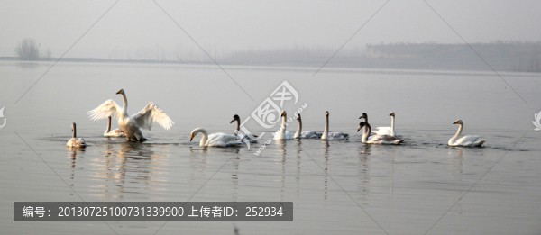 白天鵝