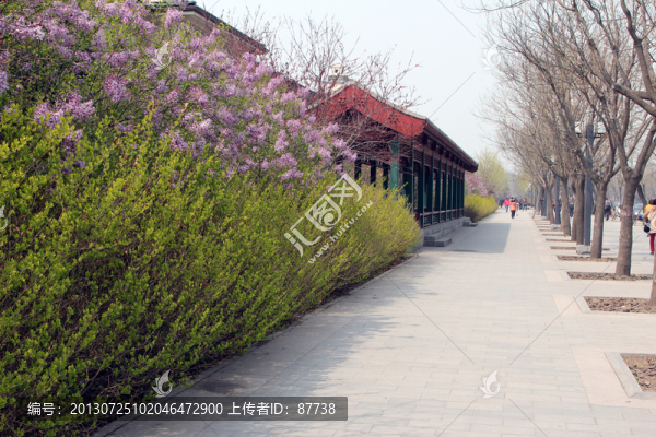 北京綠化