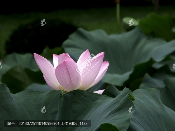 荷花