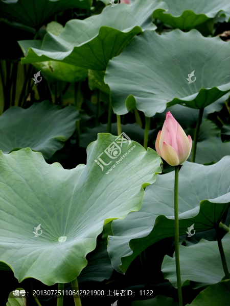 荷花