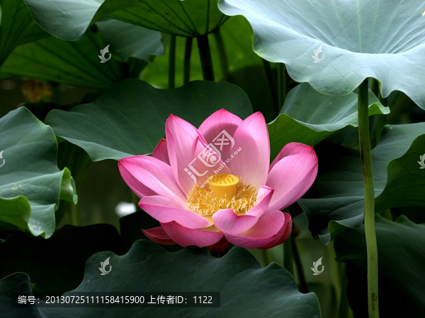 荷花