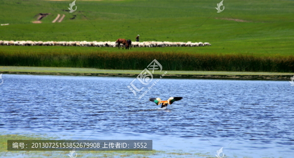 野鴨湖