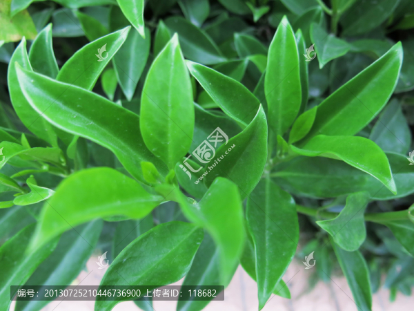 非洲茉莉