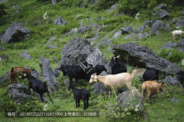 羊群