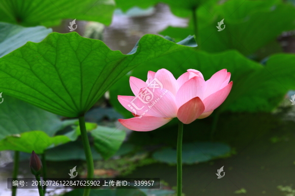荷花