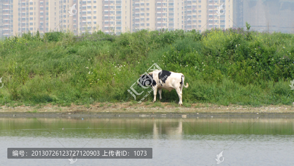 城郊奶牛