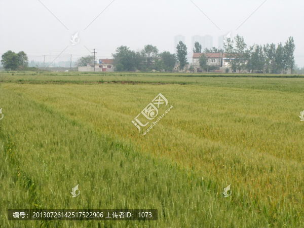 麥田農(nóng)家
