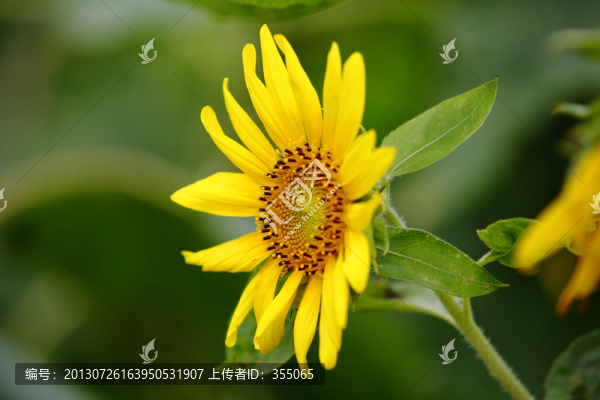 向日葵