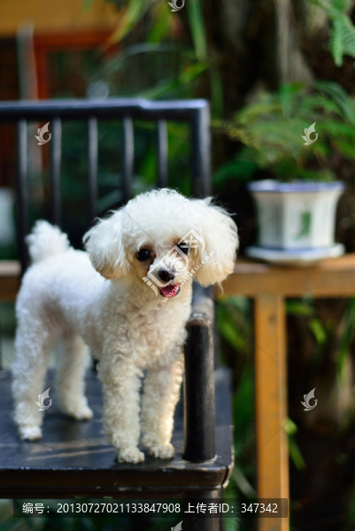 貴賓犬